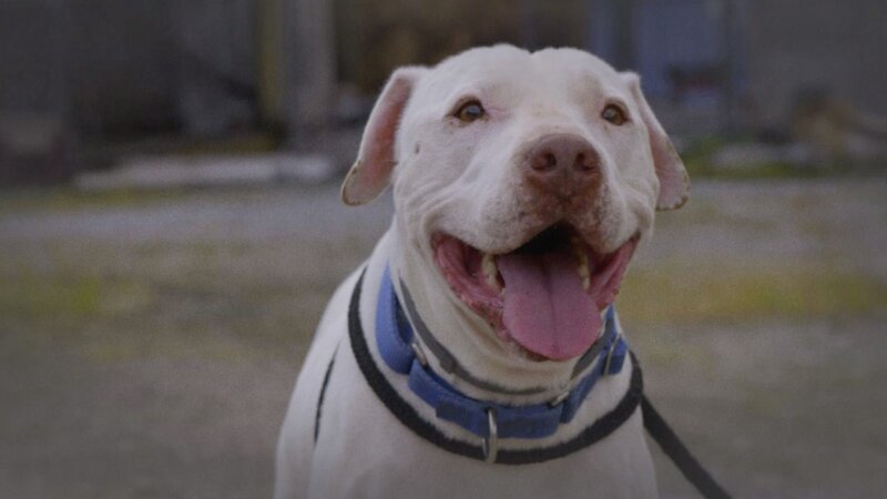 Picture of JD. – Bild: Animal Planet / Discovery Communications Picture of JD. – Bild: Animal Planet / Discovery Communications