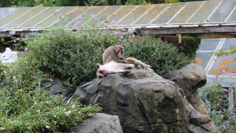 Schneeaffen in der Ausstellung. – Bild: Discovery Communications, LLC/Aaron Lehman/Aaron Lehman Schneeaffen in der Ausstellung. – Bild: Discovery Communications, LLC/Aaron Lehman/Aaron Lehman
