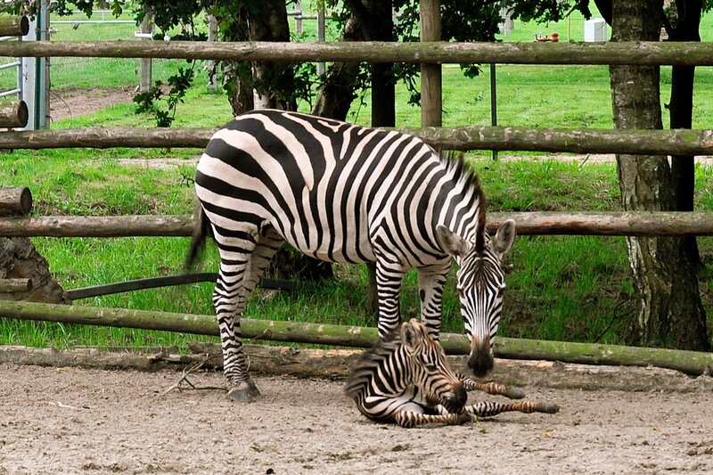 Zebranachwuchs im Jaderpark. – Bild: Radio Bremen