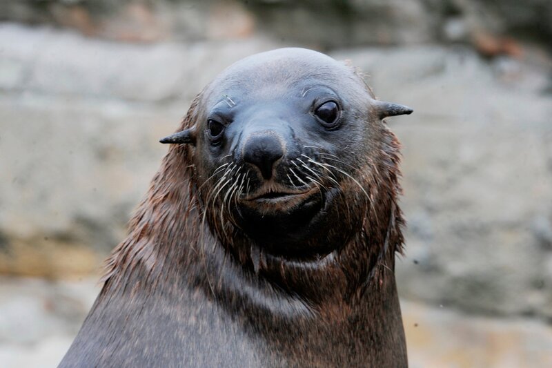 Seebaer Becks soll heute seinen Nachwuchs kennenlernen. – Bild: Radio Bremen