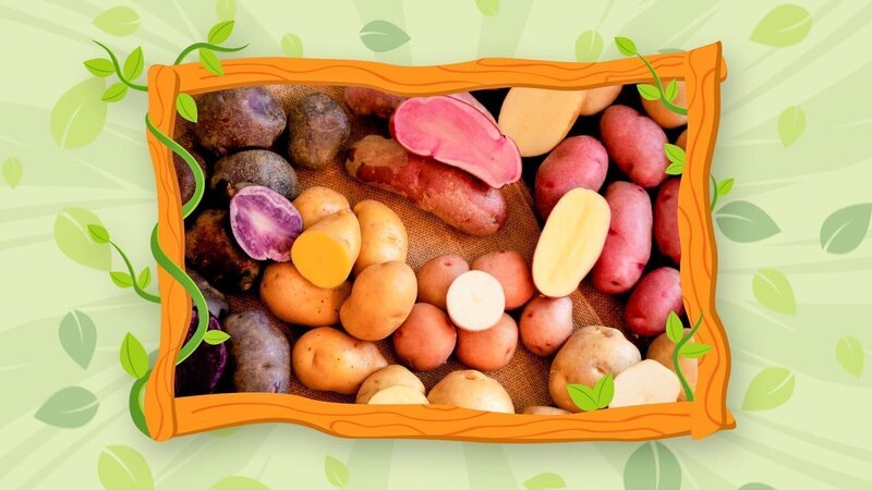 Es gibt viele unterschiedliche Kartoffelsorten. – Bild: ORF/​Steiner Familyentertainment