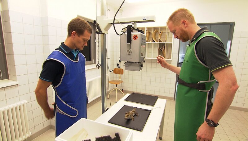 ARD/​rbb PANDA, GORILLA & CO. (FOLGE 307), „Geschichten aus dem Zoo Berlin und dem Tierpark Berlin“. Regelmäßig kontrolliert werden muss die amputierte Schwanzspitze einer Brückenechse im Zoo Berlin. – Bild: rbb/​Dokfilm