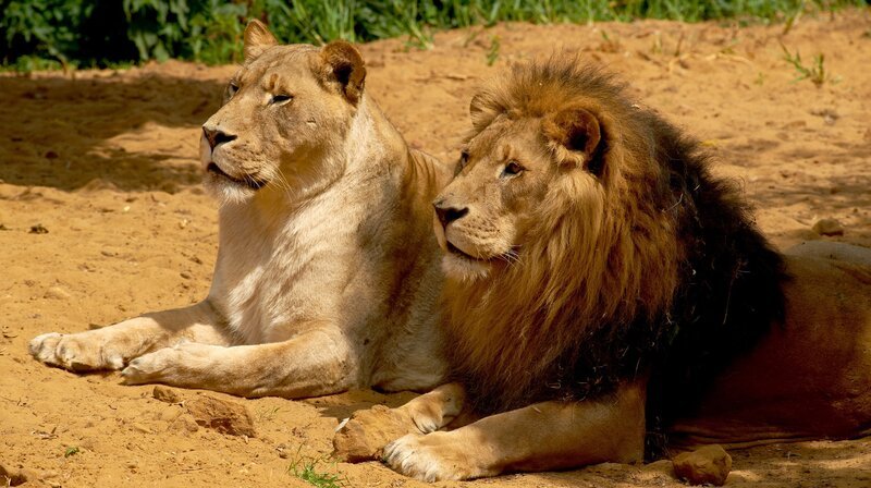 Chiara (l) und Bantu (r) faulenzen in der Gelsenkirchener Zoom Erlebniswelt. – Bild: WDR/​Me works GmbH