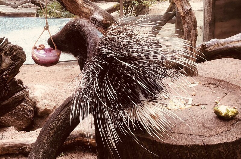 Im Allwetterzoo Münster bekommen die Stachelschweine eine Überraschung serviert – eine Eisbombe. – Bild: WDR/​Me works GmbH/​Nils Becker