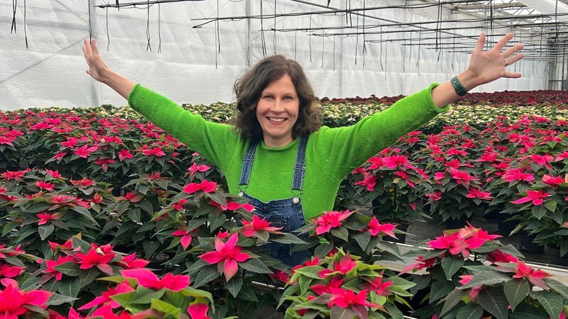 30 Millionen Weihnachtssterne kaufen die Deutschen jedes Jahr. Doch wie sauber ist die empfindliche Pflanze? Sabine Platz geht dem Weihnachtswunder auf den Grund. – Bild: ZDF und Anna-Maria Bolenius