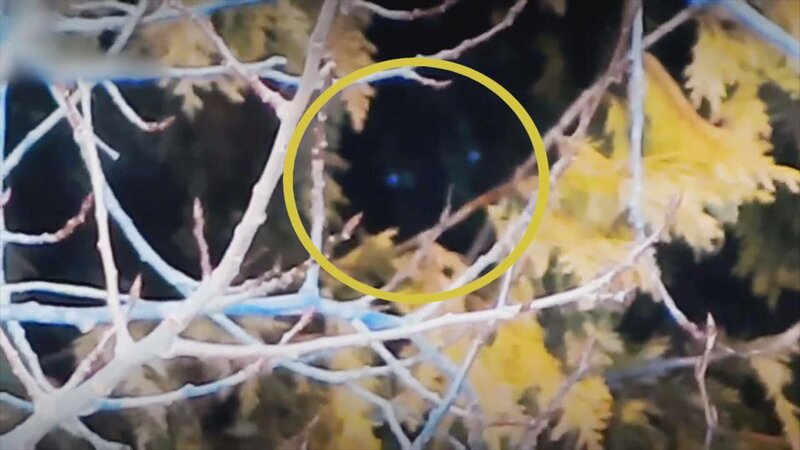A blue eyed dogman is seen peeking out of a tree in a forest in Wisconsin, the eyes are circled – Bild: Jacob Graskey