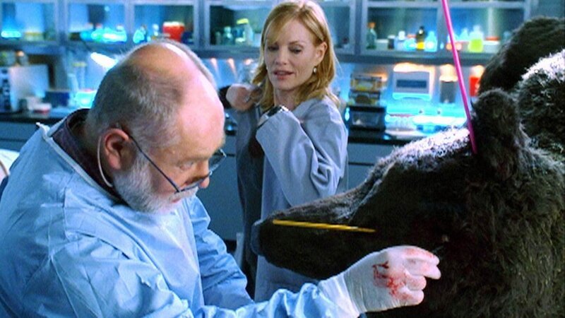 Dr. Robbins (Robert David Hall) und Catherine (Marg Helgenberger) versuchen zu rekonstruieren, wie sich der Kampf zwischen dem Mann und dem Bären abgespielt haben könnte. – Bild: MG RTL D /​ CBS