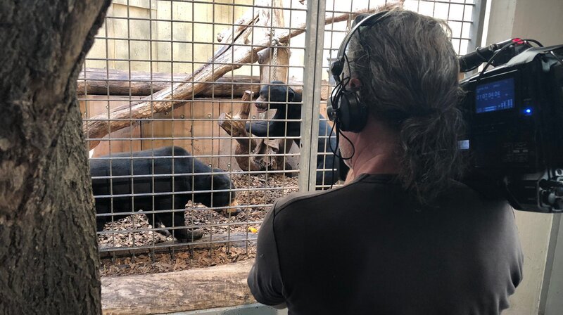 Die Malaienbären Josefine (l) und Frodo (r) müssen sich noch aneinander gewöhnen. – Bild: WDR/​Me works GmbH