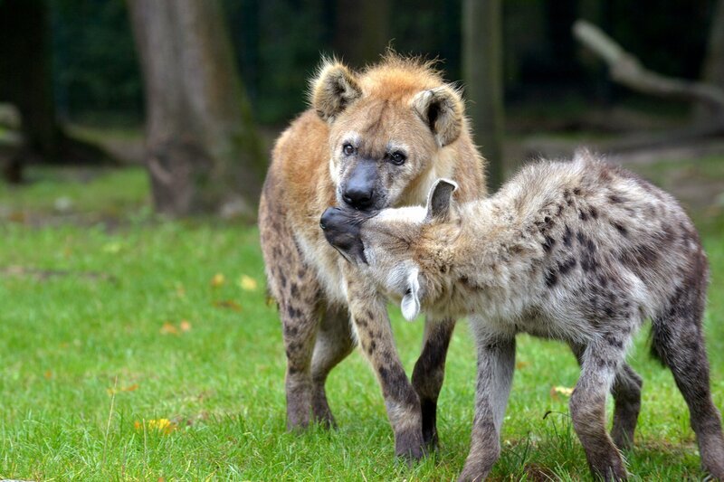 Die beiden Tüpfelhyänen Malindi und Toki im Tierpark Berlin. – Bild: Thomas Ernst /​ BR, rbb