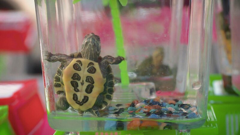 Rotwangen-Schmuckschildkröte – Bild: Warner Bros. Discovery