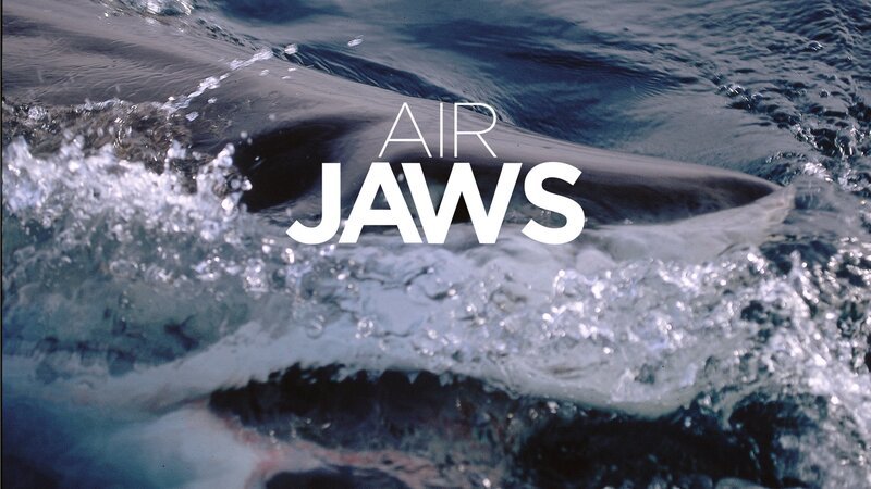 A great white shark attacks Georgie, a seal decoy. – Bild: Discovery Communicaitons
