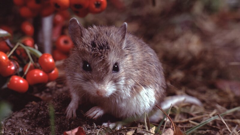 Northern Grasshopper Mouse (Onychomys Leucogaster). Photographed by acclaimed wildlife photographer and writer, Dr. William J. Weber. – Bild: Not Released (NR)/​Weber/​Weber