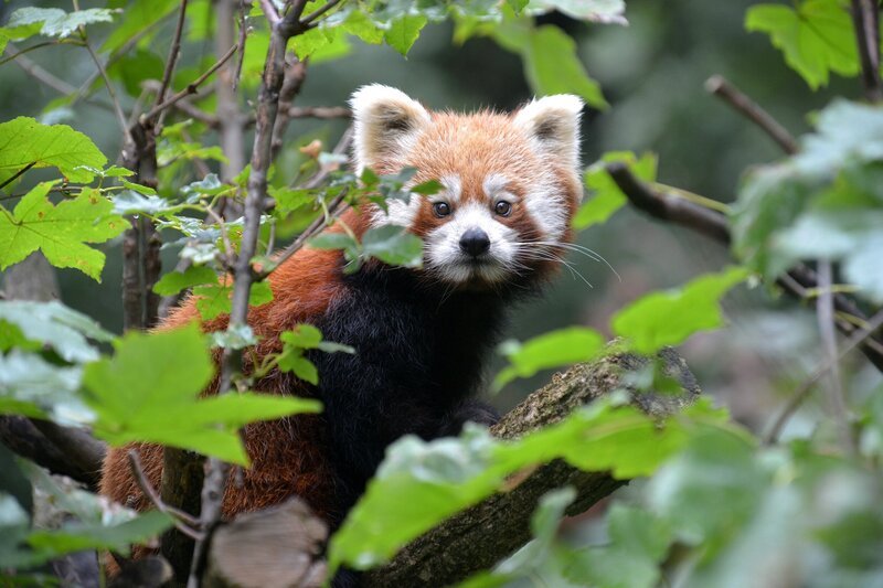Die Katzenbärin Tabea in den Büschen des Tierpark Berlin. – Bild: BR/​Angelika Sigl
