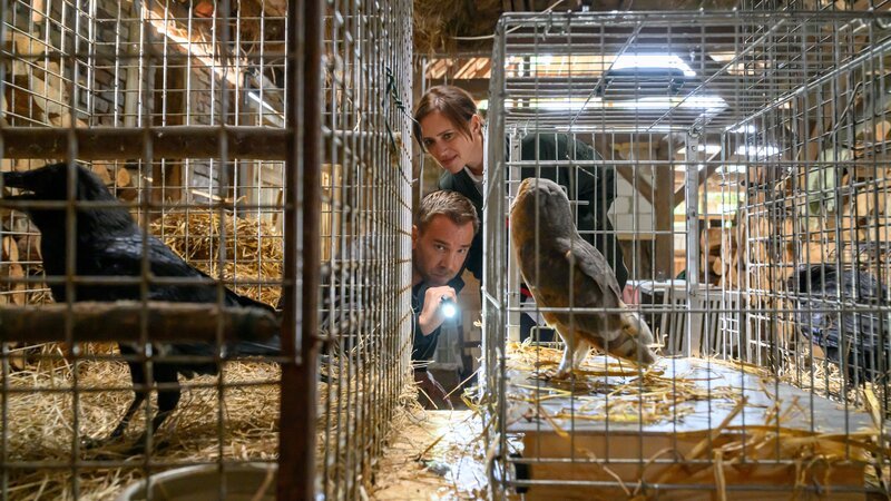 Ein Tracking-Programm zur Bestimmung von Bewegungsmustern führt Lars Pöhlmann (Dominic Boeer) und Karoline Joost (Nike Fuhrmann) zu einer Scheune, in der geschützte Wildvögel gefangen gehalten werden. War der tote Ranger illegalen Wilderern auf der Spur? – Bild: Marc Meyerbröker /​ ZDF
