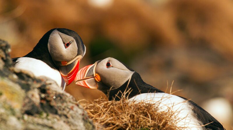 Gefährten fürs Leben: Papageitaucher bleiben ein Leben lang zusammen. Wird das Paar auch in diesem Jahr ein Küken erfolgreich aufziehen können? – Bild: NDR/​Doclights GmbH/​Asgeir Helgestad/​Artic Light AS