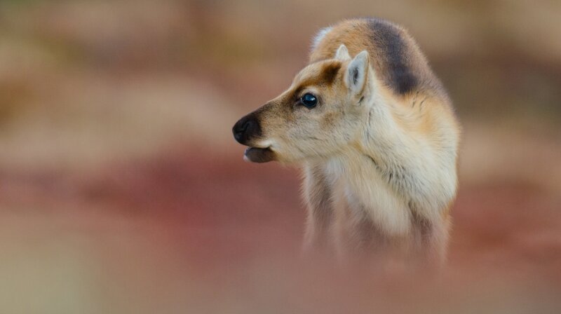 Gerade geboren und schon gut unterwegs: Rentierkälber rennen bereits nach wenigen Tagen durch die Berge und folgen Ihren Müttern und der Herde auf die Sommerweiden in Südnorwegen. – Bild: NDR/​Doclights GmbH/​Asgeir Helgestad/​Artic Light AS
