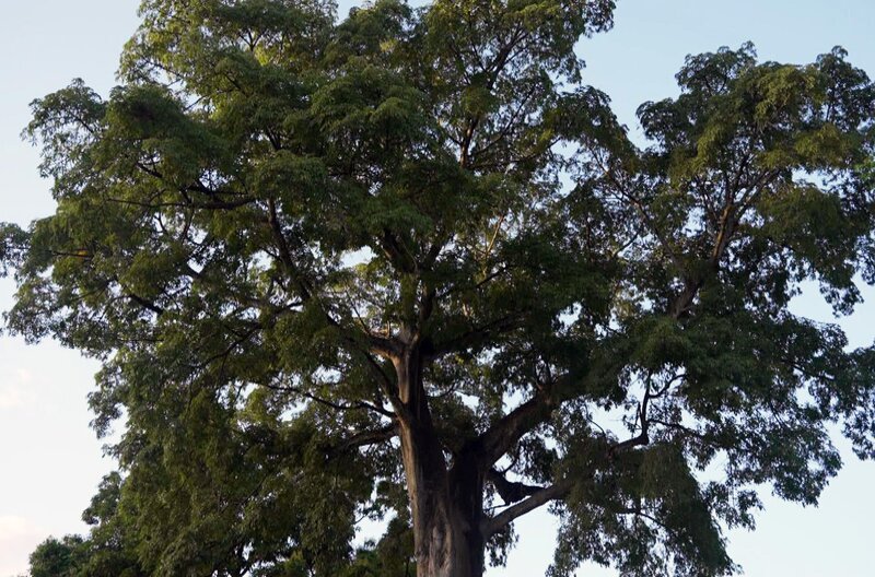 Der Kapokbaum ist auf der Vulkaninseln La Martinique wichtiger Bestandteil des Glaubens. Seine Blätter und Äste finden Verwendung in Ritualen. – Bild: Elephant Doc