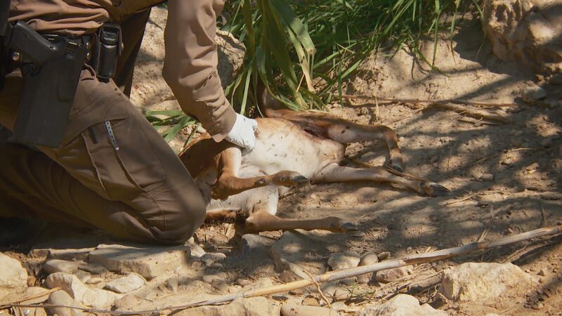 Allison Hatten untersucht im „Lone Star State“ ein totes Hirschkalb. – Bild: Warner Bros. Discovery