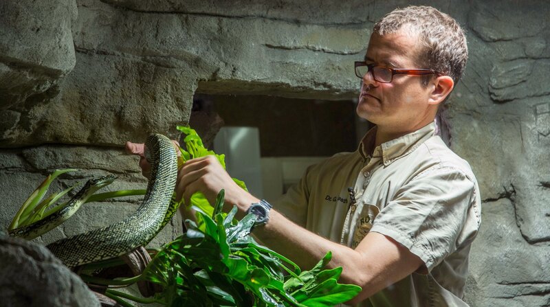 Schlangen hat der Leiter des Tropen-Aquariums Dr. Guido Westhoff schon in Australien an der Universität in Queensland erforscht. – Bild: BR /​ NDR /​ Doclights GmbH