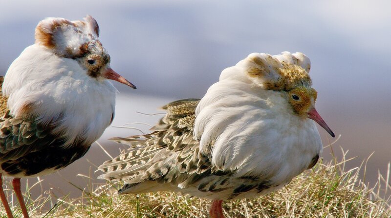 Ihr Name kommt nicht von ungefähr: Kampfläufer streiten sich heftig wenn es darum geht, ein Weibchen für sich zu gewinnen. – Bild: NDR/​Doclights GmbH/​Zoltán Török