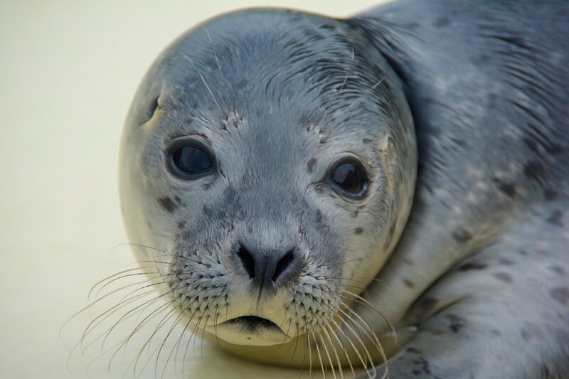 Heuler Sammy macht Sorgen. – Bild: Radio Bremen