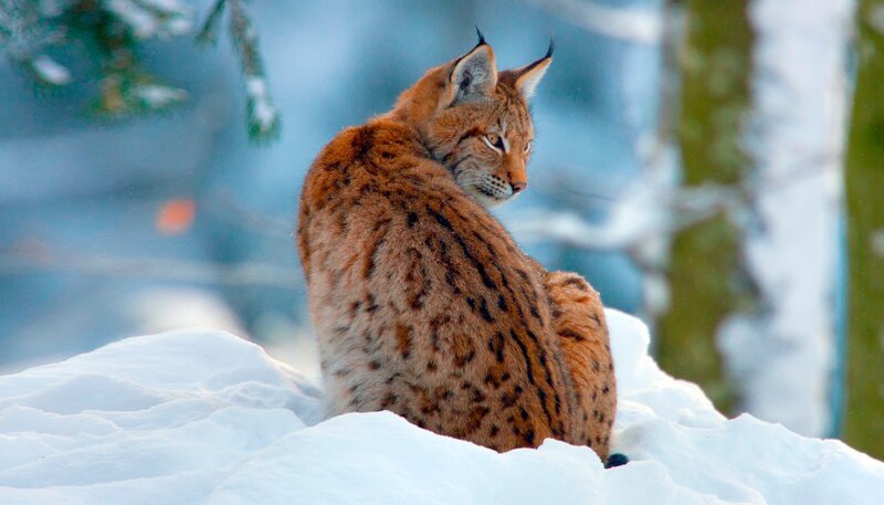Für die heimische Tierwelt ist der Winter keine leichte Zeit bei der Suche nach Nahrung. – Luchs – Bild: PHOENIX/​WDR/​Steffen Sailer