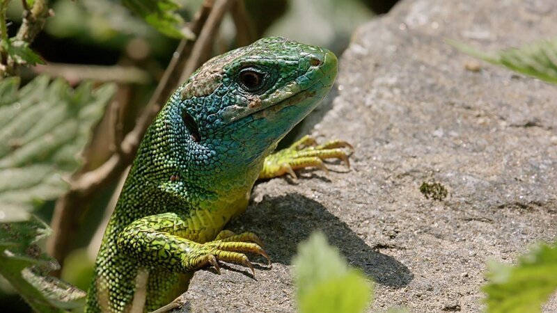 Echse – Bild: ZDF/​SRF/​Steffen Sailer