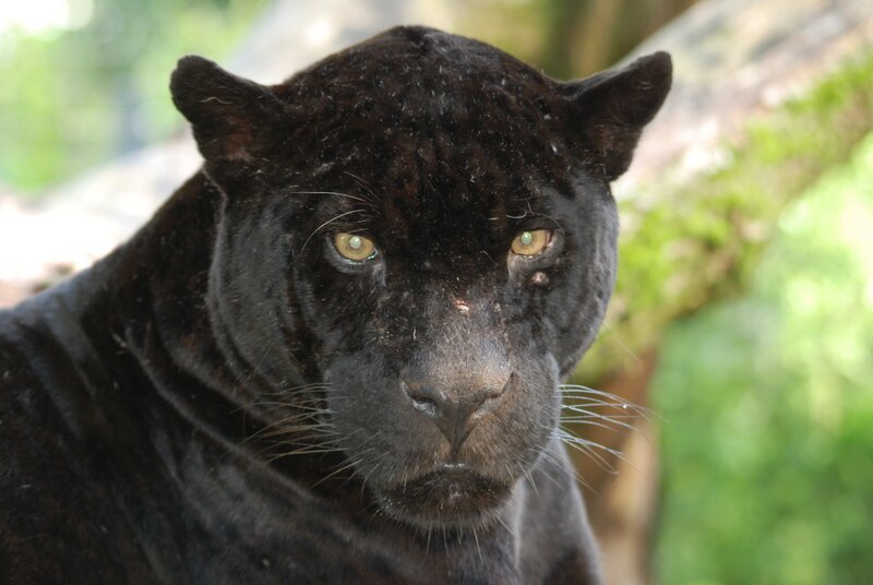 Auch ein Jaguar braucht Abwechslung. – Bild: BR/​Jens-Uwe Heins/​Jens-Uwe Heins