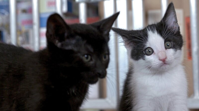 Sieben kleine Findlingskatzen haben überlebt – Dr. Yasmin Diepenbruck untersucht sie bei der Tierhilfe in Bernkastel-Kues. – Bild: NDR/​Doclights GmbH 2019