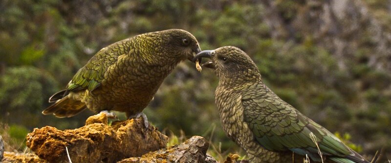 Keas sind extrem soziale Tiere. Sie teilen gerne unter Freunden. Doch wenn es ihnen zu viel wird, halten sie auch Distanz. – Bild: BR/​Text + Bild Medienproduktion GmbH & Co.KG/​Angelika Sigl