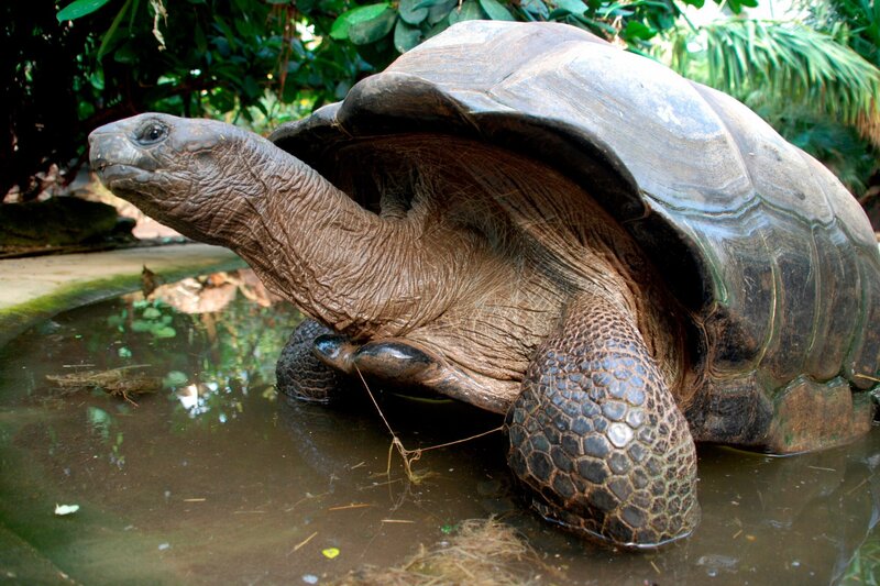 Reihenuntersuchung bei den Riesenschildkröten. – Bild: Felix Heidinger/​Jens-Uwe Heins