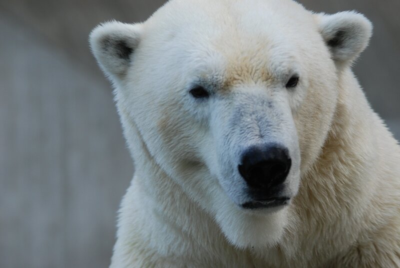 Für die Eisbären gibt es eine süße Überraschung. – Bild: BR/​Jens-Uwe Heins/​Jens-Uwe Heins