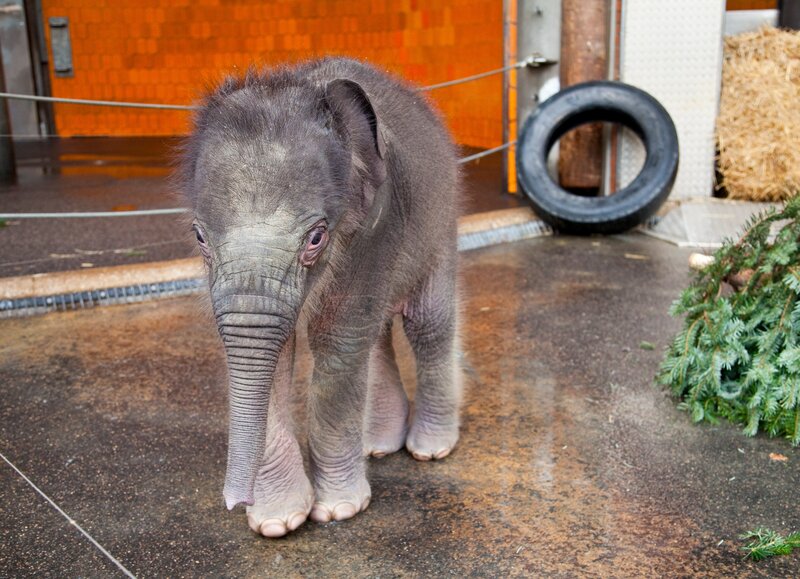 Ein Elefantenbaby schläft im Stehen. – Bild: BR/​Jens-Uwe Heins/​Jens-Uwe Heins