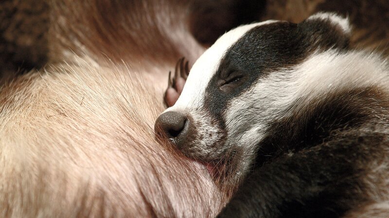 Dachswelpen bleiben mindestens ein Jahr bei ihrer Mutter. Oft leben sie auch in Großfamilien, dann werden sie sogar länger geduldet. – Bild: NDR/NDR Naturfilm/doclights/Günter Goldmann Dachswelpen bleiben mindestens ein Jahr bei ihrer Mutter. Oft leben sie auch in Großfamilien, dann werden sie sogar länger geduldet. – Bild: NDR/NDR Naturfilm/doclights/Günter Goldmann