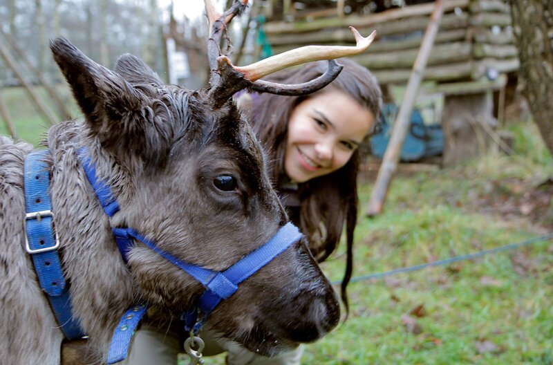 Rentiere werden von den Ureinwohnern Schwedens, den Samen, als Haustiere gehalten. Anna hat einem Rentier ein Halfter angelegt. Sie will den „Rentierführerschein“ machen. – Bild: BR