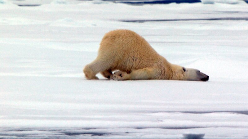 Auch Eisbären können frieren, aber sie sind bestens für die Kälte gerüstet. Wenn wir schon lange frieren, fühlen sie sich bärenwohl. – Bild: BR/​Text und Bild Medienproduktion GmbH & Co. KG