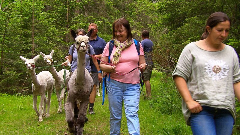Wandern mit Alpakas. – Bild: ZDF und ORF/ORF-Tirol Wandern mit Alpakas. – Bild: ZDF und ORF/ORF-Tirol