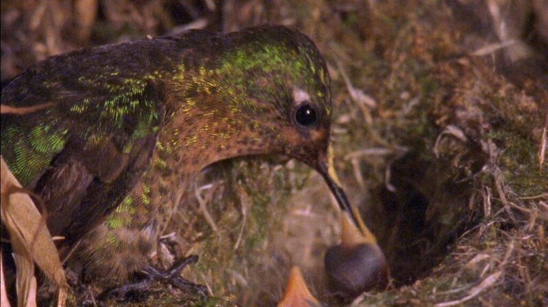 Noch vor 10.000 Jahren gab es in den Anden Kondore mit einer Flügelspannweite von sieben bis acht Metern. Heute messen sie maximal drei Meter. Der Kolibri (im Bild), der mit dem Kondor in „atemberaubenden Höhen“ lebt, ist dagegen winzig klein und wirkt unglaublich zerbrechlich. – Bild: BR/​Angelika Sigl