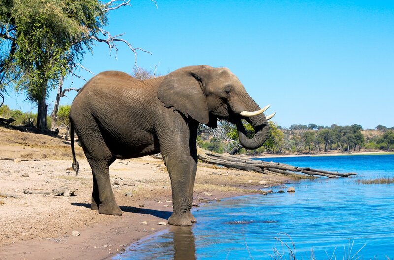 Elefant im Chobe-Nationalpark in Botsuana – Bild: taro02 – stock.adobe.com