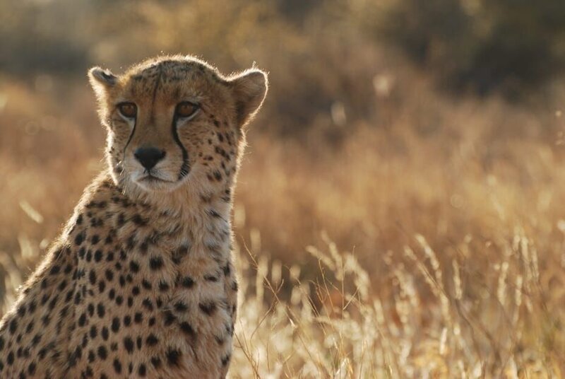 Die Geparden Tearmark und Ayla haben ihre Mutter verloren und wurden in Naankuse groß gezogen. Erst vom Menschen, danach von einer Ersatzmutter: Lucky, eine dreibeinige Gepardin, die nicht mehr ausgewildert werden kann. Doch Tearmark und Ayla haben es geschafft: Sie sind jetzt vier Jahre alt und dürfen wieder in die Wildnis Namibias. – Bild: BR/​Sofie Beichter