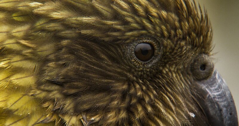 Keas kommen nur in den Bergen der Südinsel Neuseelands vor. – Bild: BR/​Text + Bild Medienproduktion GmbH & Co.KG/​Angelika Sigl