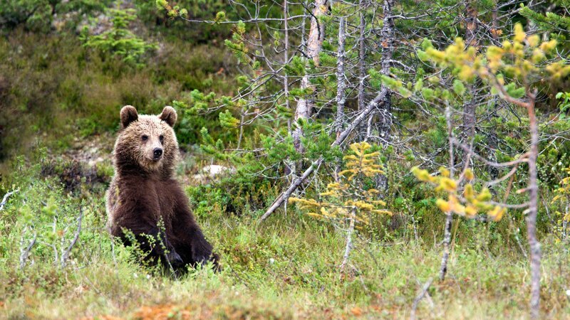 Braunbär gräbt Hummel-Nest aus. – Bild: 3sat