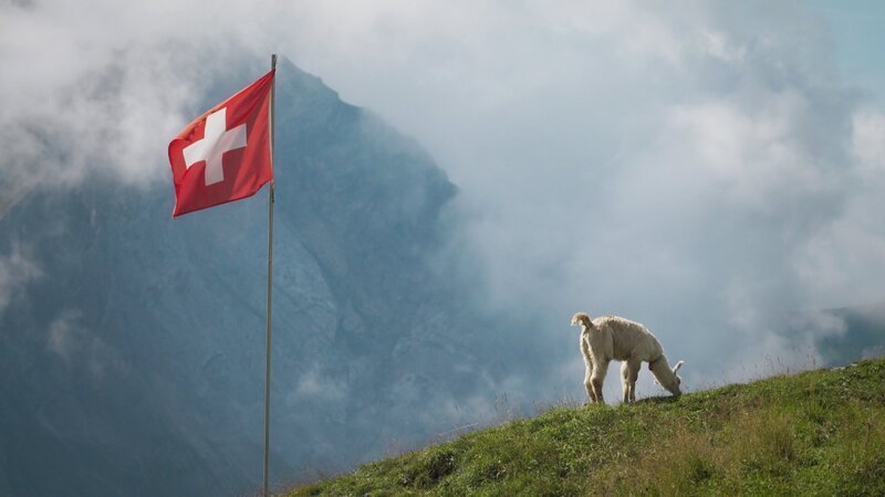 Ein Alpaka unter der Schweizer Flagge – Bild: SRF/​SWR/​Florianfilm