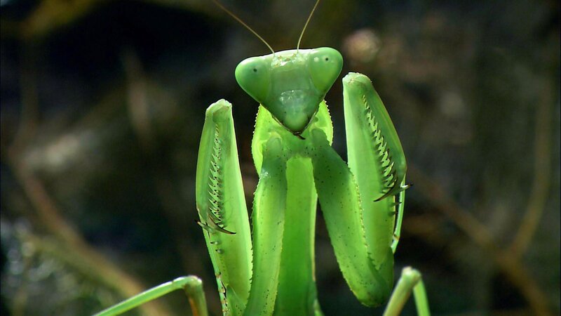 Das Alien-Insekt - Die Gottesanbeterin – Bild: 3sat