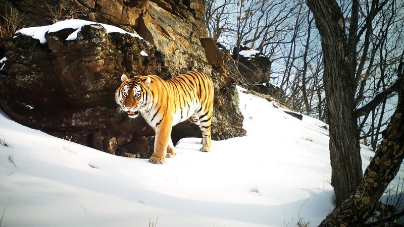 Amur-Tiger teilen sich diese abgelegenen Wälder auch mit Sibirischen Leoparden. Land der Leoparden, Ferner Osten Sibiriens. – Bild: ORF/​ZDF/​Screengrab Sergey Gorshkov