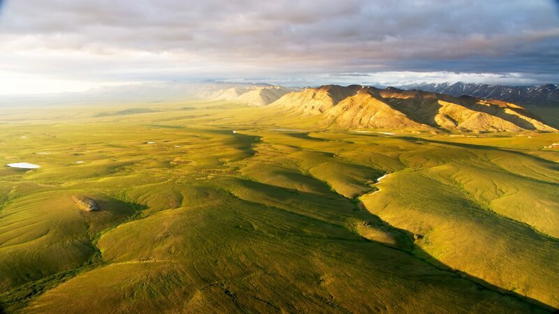 Das Arctic National Wildlife Refuge ist einer der wichtigsten Lebensräume für Wildtiere in der Arktis und eines der (noch) am wenigsten gestörten Ökosysteme der Erde und daher von globaler Bedeutung für die Tierwelt und die Wissenschaft. Doch es ist gefährdet. – Bild: ORF/​ZDF /​ BBC