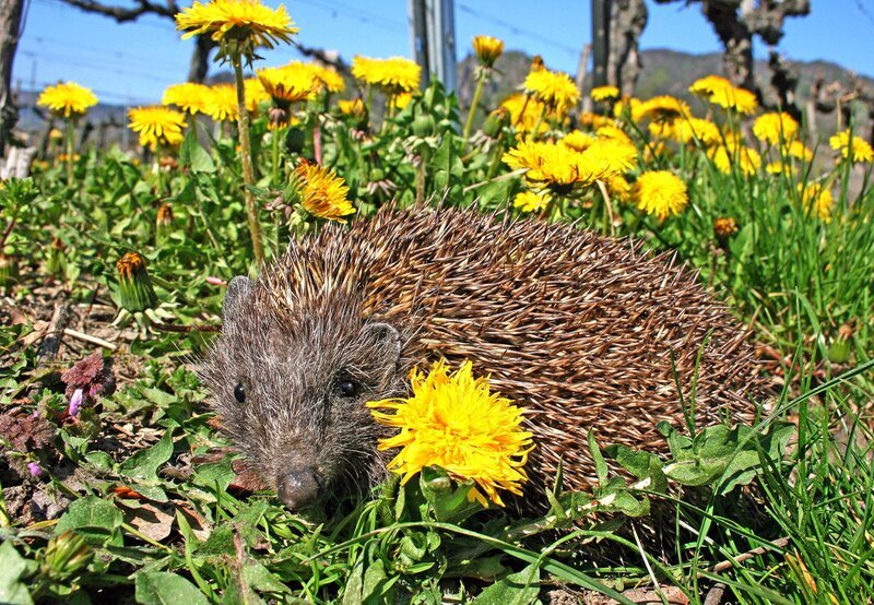 Igel. – Bild: WDR/​NDR Naturfilm /​ Power of Earth