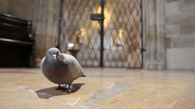 Taube. – Bild: ORF/EMB-Film Taube. – Bild: ORF/EMB-Film