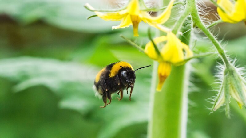 Erdhummel bei Tomatenblüte. – Bild: 3sat