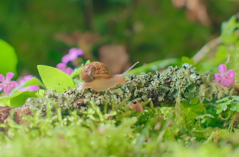 Jetset, die weite Reise einer Weinbergschnecke – Bild: Guindala Production